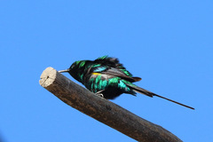 Nectarinia famosa famosa