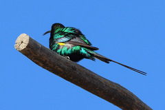 Nectarinia famosa famosa