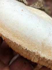 Pseudospongipellis unicolor