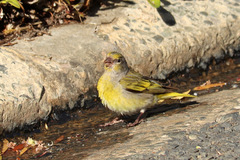 Serinus canicollis