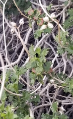 Pleurocoronis laphamioides