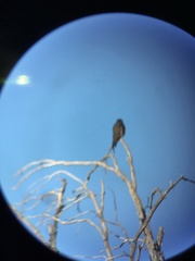 Falco columbarius suckleyi