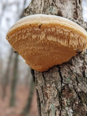 Pseudospongipellis unicolor