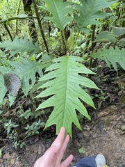 Bocconia frutescens