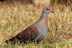 Columba guinea phaeonota