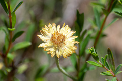 Coronidium scorpioides