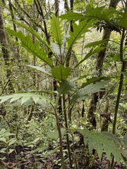 Bocconia frutescens