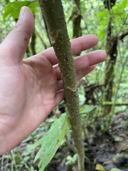 Bocconia frutescens