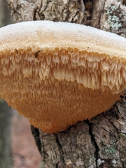 Pseudospongipellis unicolor