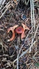 Lactarius subviscidus