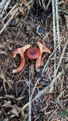 Lactarius subviscidus