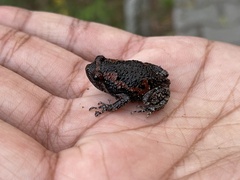 Uperodon taprobanicus