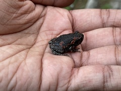 Uperodon taprobanicus
