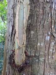 Piptadenia gonoacantha