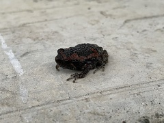 Uperodon taprobanicus