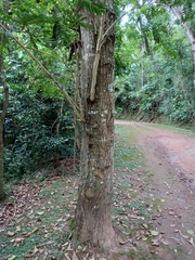 Piptadenia gonoacantha