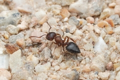 Crematogaster depilis