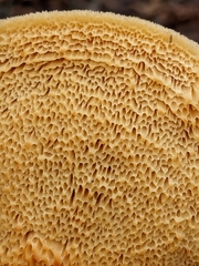 Pseudospongipellis unicolor