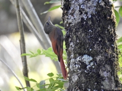 Sittasomus griseicapillus