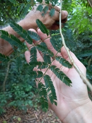 Piptadenia gonoacantha