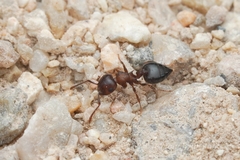 Crematogaster depilis