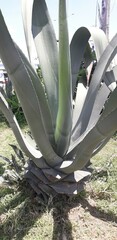 Agave mapisaga