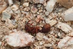 Acromyrmex versicolor