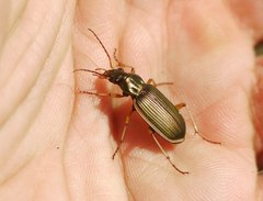 Chlaenius spoliatus