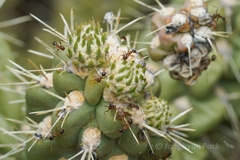 Pheidole obtusospinosa