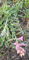 Oxytropis lambertii
