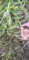 Oxytropis lambertii