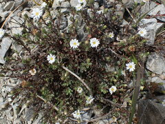 Vittadinia australis
