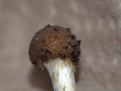 Tolypocladium rouxii