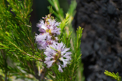 Melaleuca diosmatifolia