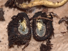 Tolypocladium rouxii