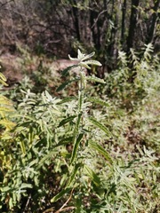 Buddleja scordioides