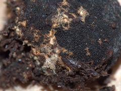Tolypocladium rouxii