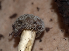 Tolypocladium rouxii