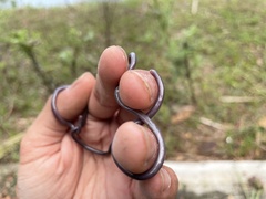 Indotyphlops braminus