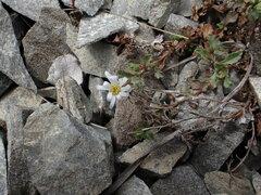 Vittadinia australis