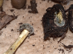 Tolypocladium rouxii