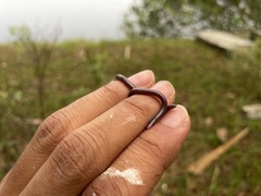 Indotyphlops braminus