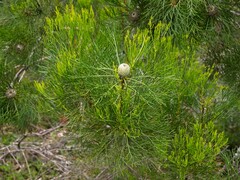 Isopogon anethifolius