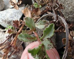 Vittadinia australis