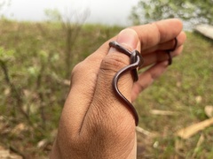 Indotyphlops braminus