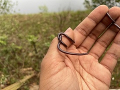 Indotyphlops braminus