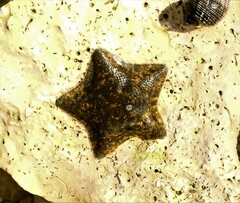 Asterinidae