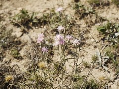 Jurinea stoechadifolia