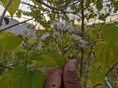 Chromolaena collina