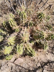 Echinocereus enneacanthus enneacanthus
